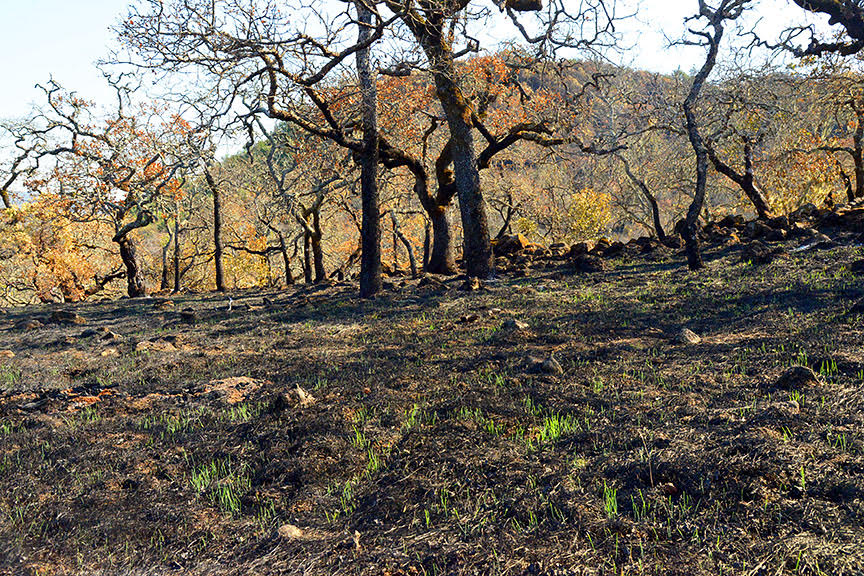 Image of new grass appearing on a burned slope near Glen Ellen. Nov. 1, 2017; Scott Hess.